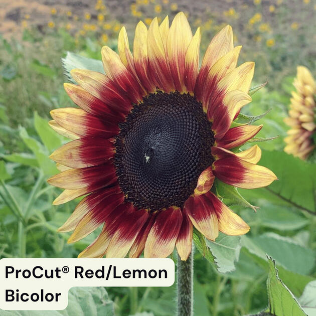 ProCut® Red/Lemon Bicolor