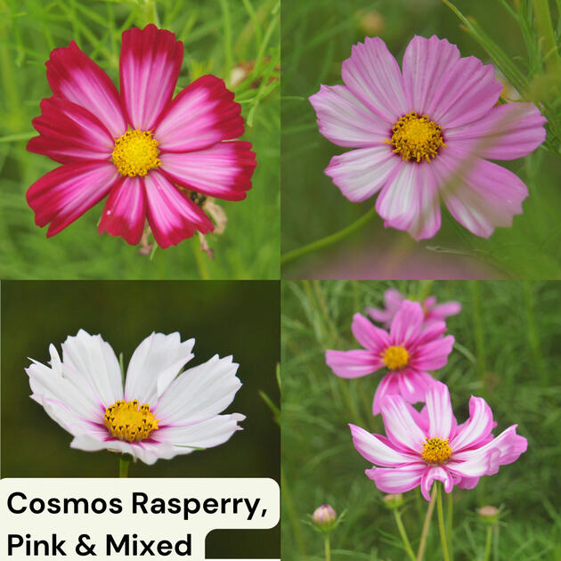 Cosmos
