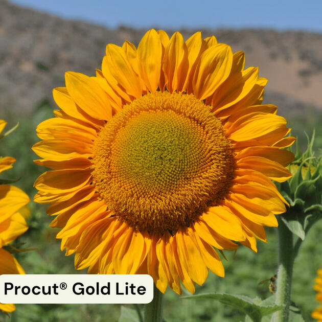 Procut® Gold Lite