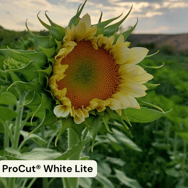 ProCut® White Lite