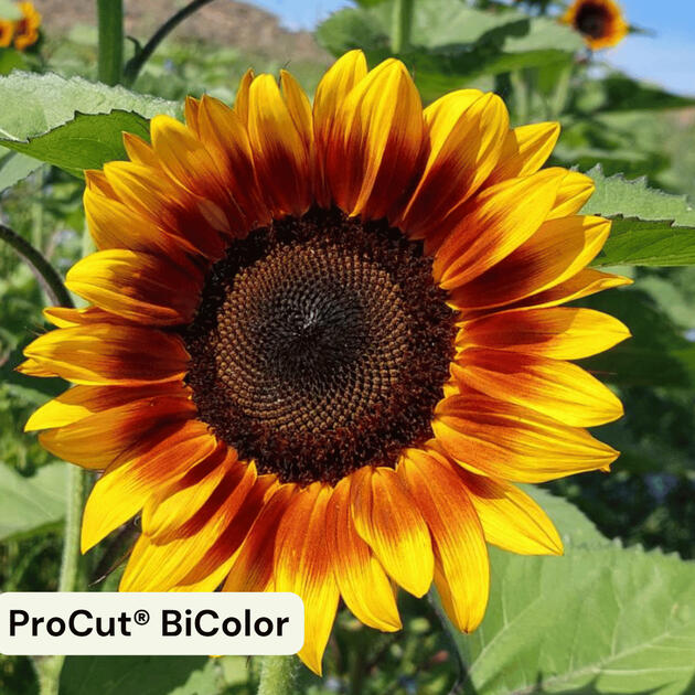 ProCut® BiColor