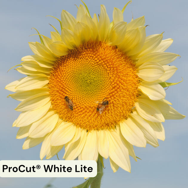 ProCut® White Lite