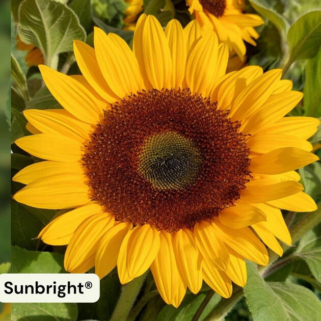 Sunbright