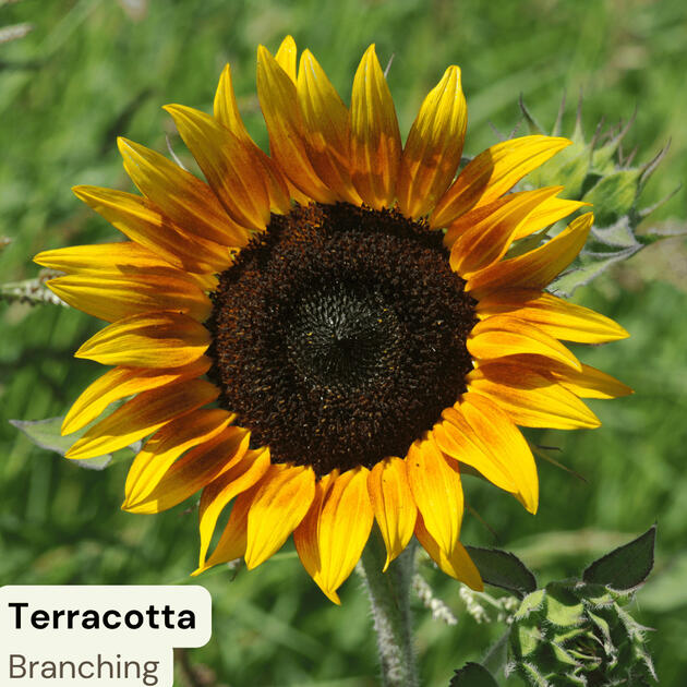 Terracotta - Branching