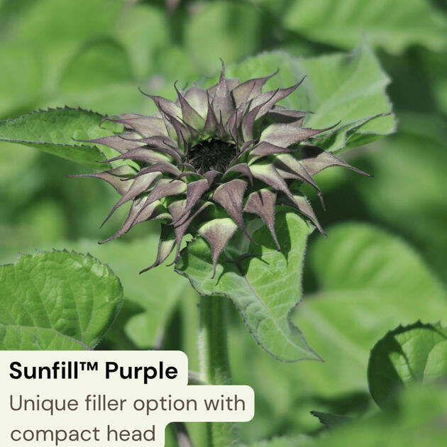 Sunfill™ Purple