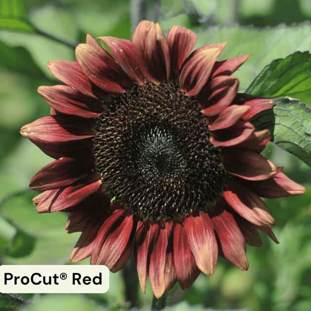 ProCut® Red